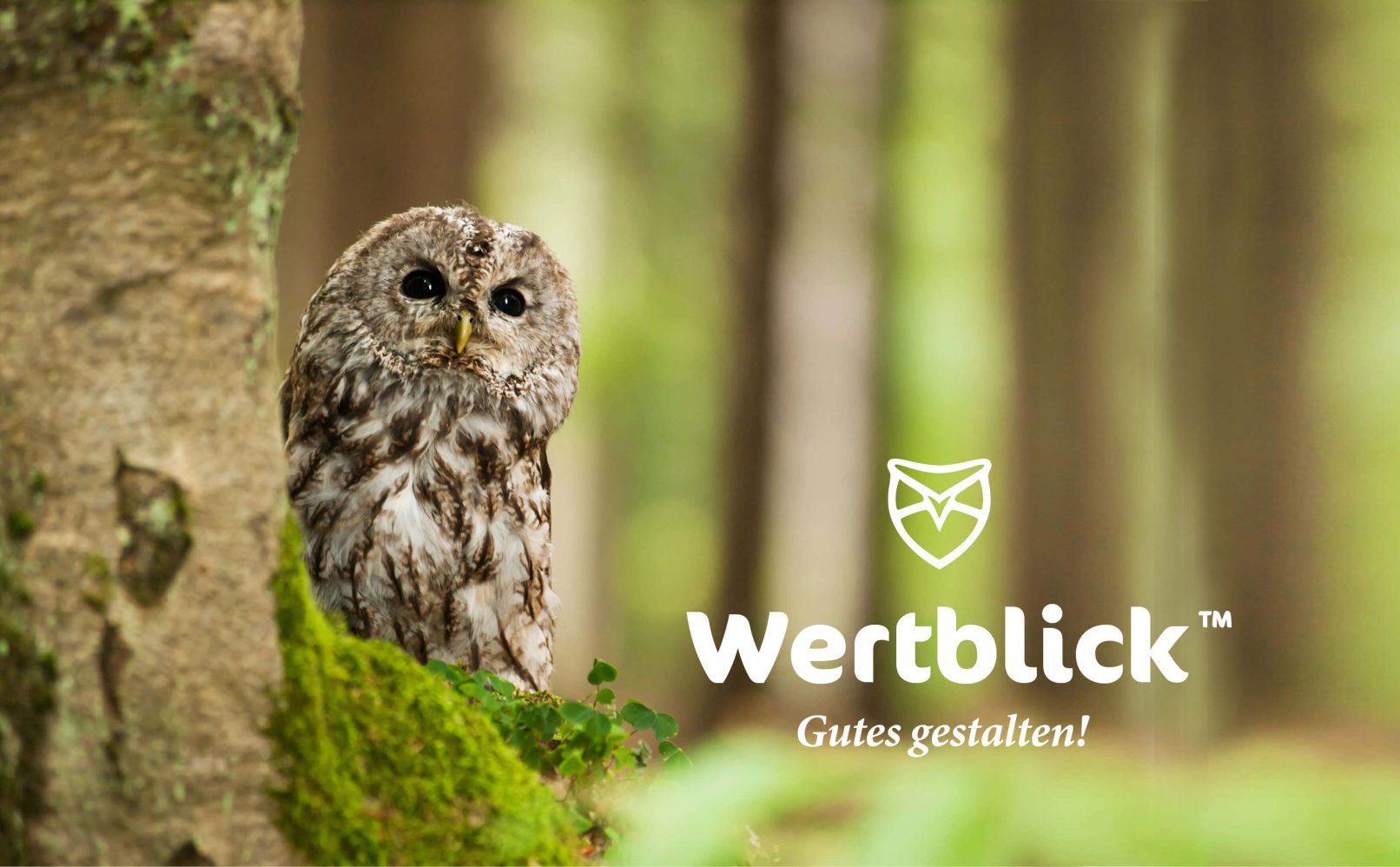 WERTBLICK-Designbuero-Goettingen-Eule-und-Logo